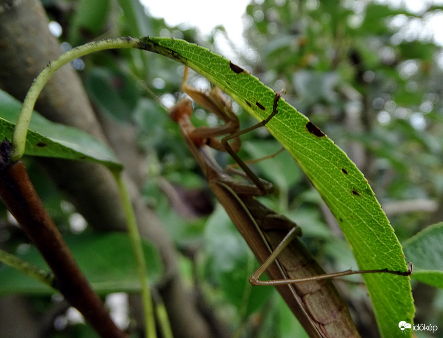 Melegben könnyebben hajlott 