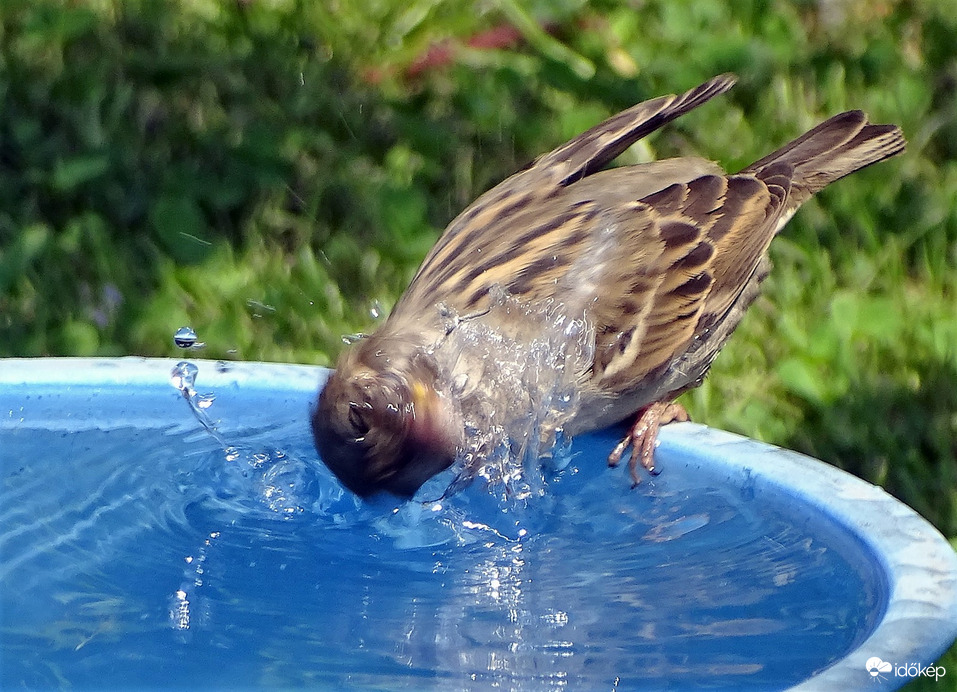 Elemző. értékelő, bizalmatlan