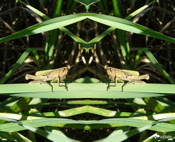 Szép időnk van ma ugye?