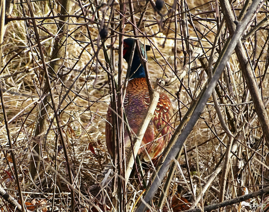 Érdeklődés hiányában