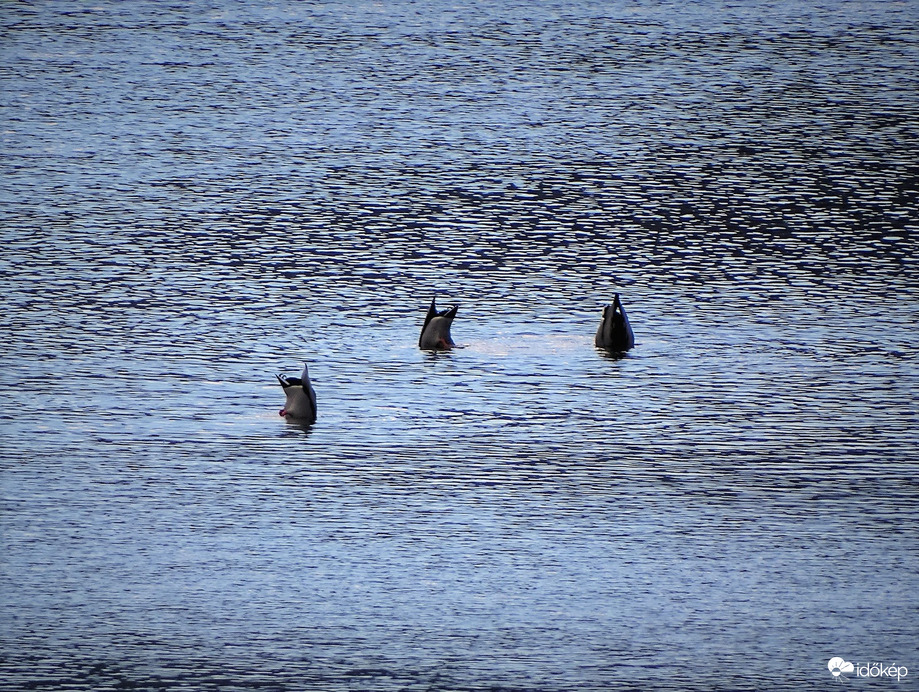Elegünk van a zajos világból 