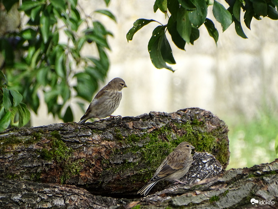 Minden rönkre 1  madár 
