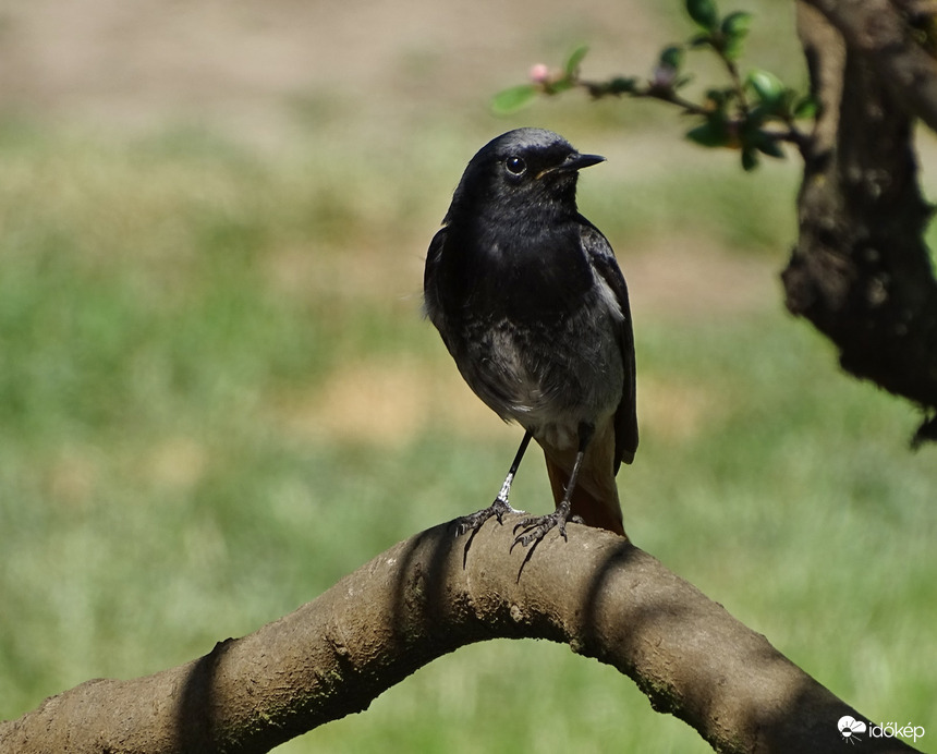 Könnyű délutáni program, 