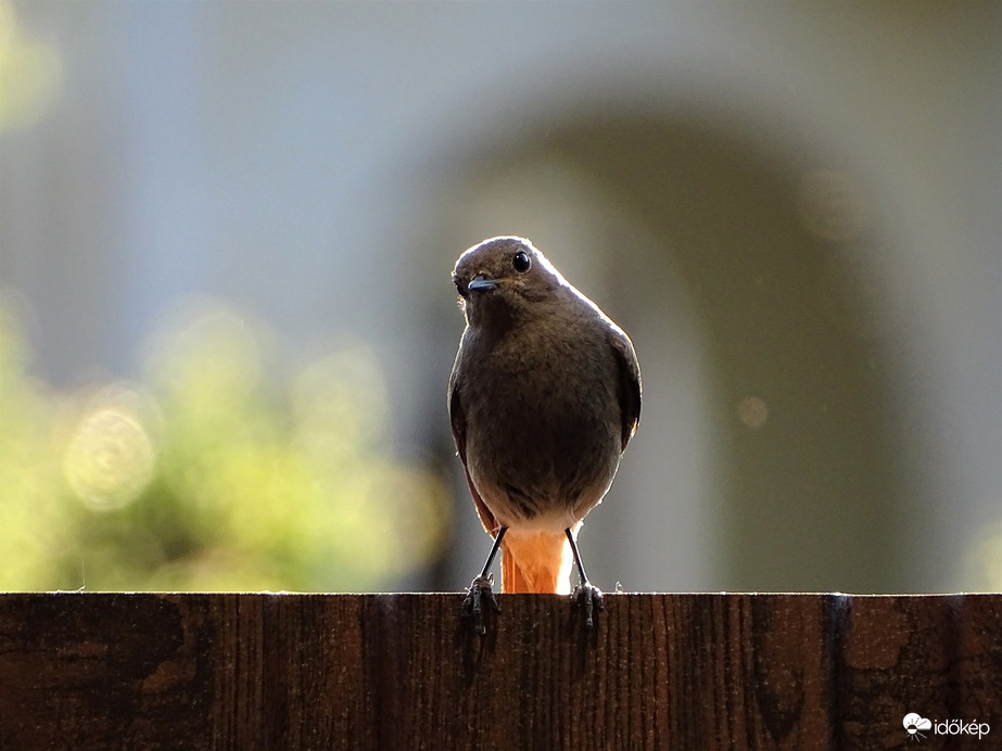Nem koptatom a csőröm! 