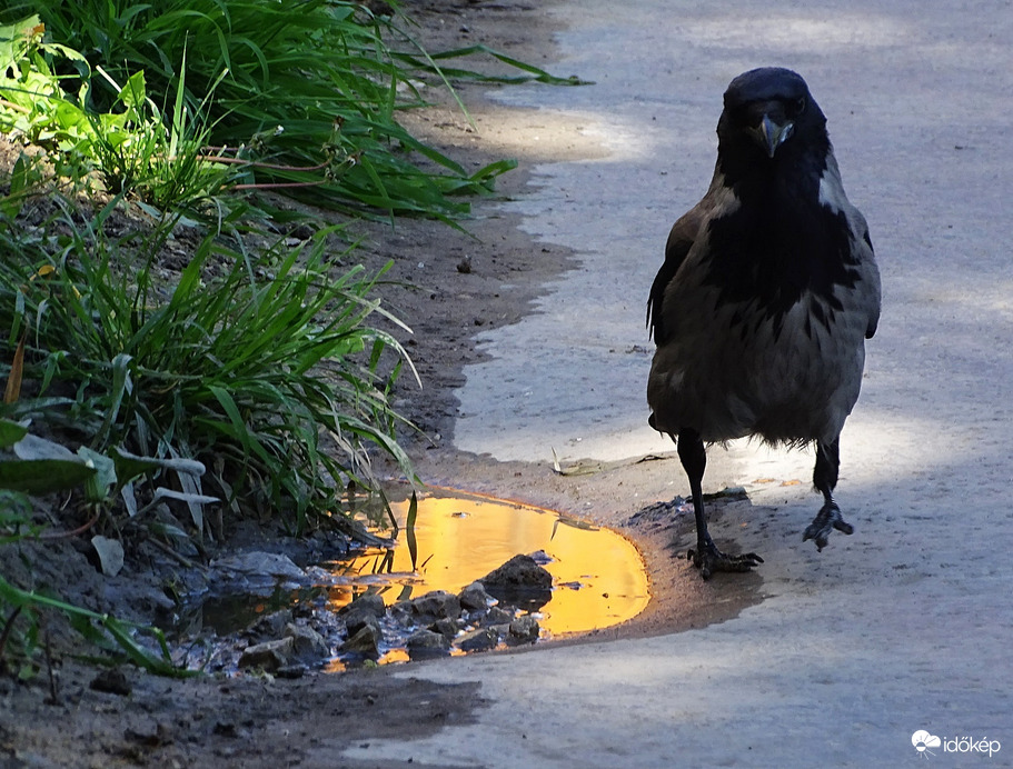 Végre aranyra leltem!