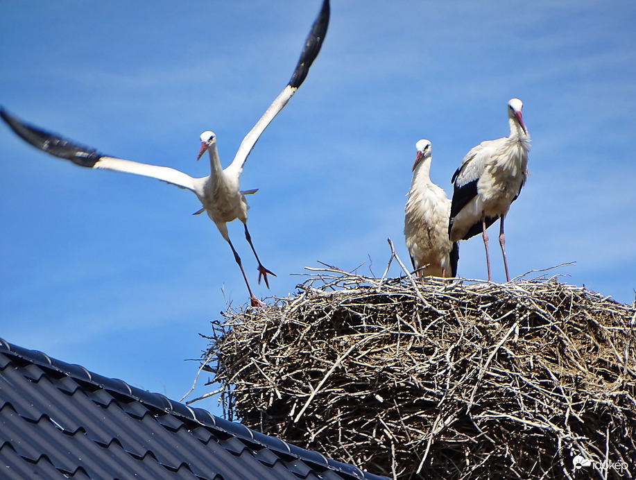 Szabadságra megyek, 
