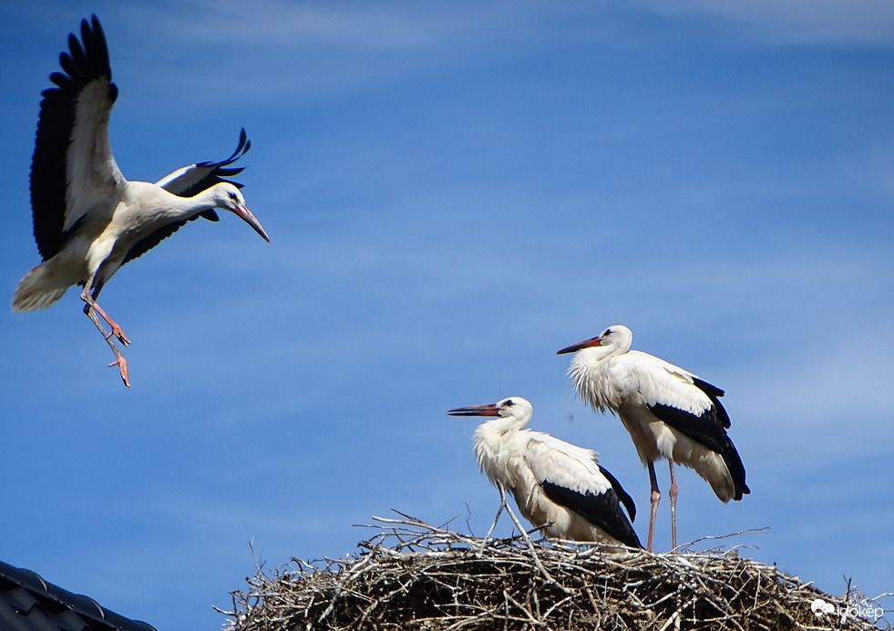 Egyre magabiztosabbak 