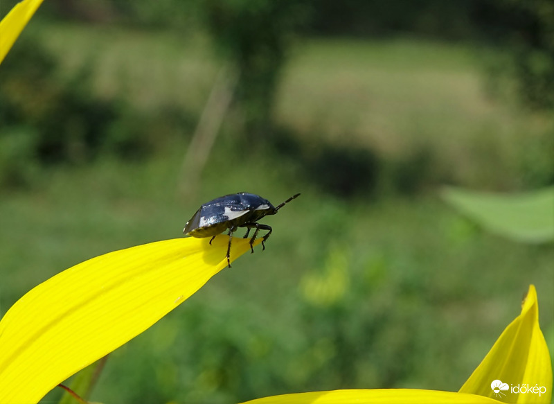 Na ennek is a  végére jártam