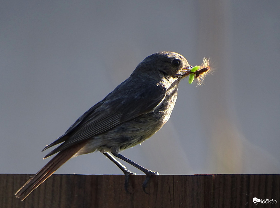 Hoztam ezt is, azt is! 