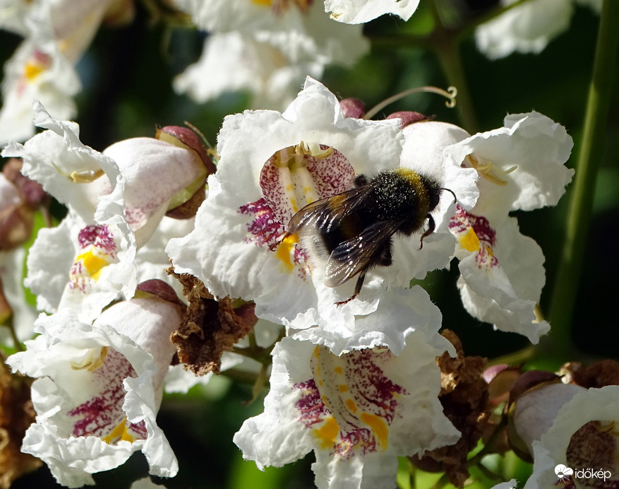 Virágzó szivarfán 