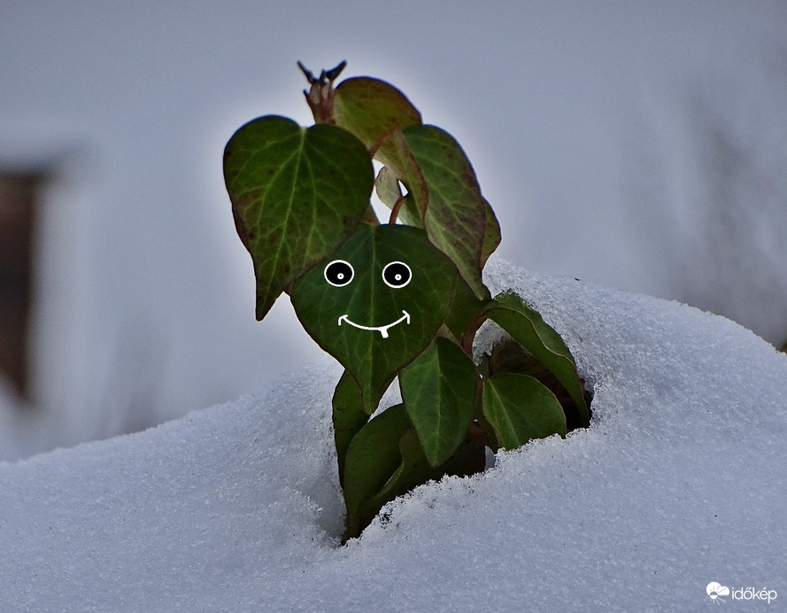 Az ellenálló 