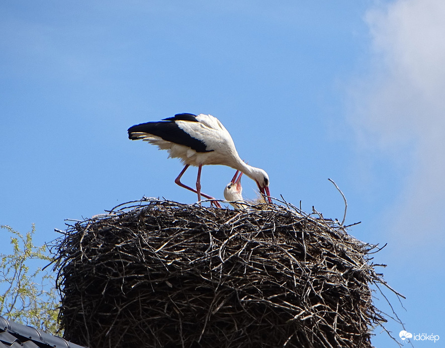 Most nyakon csíptelek  