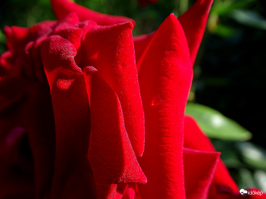 "bíborban, bársonyban, arany koszorúban"
