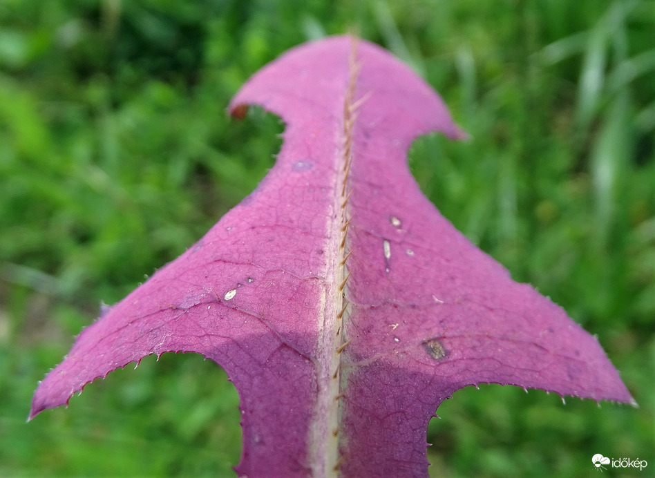 Akár egy tüskésrája 