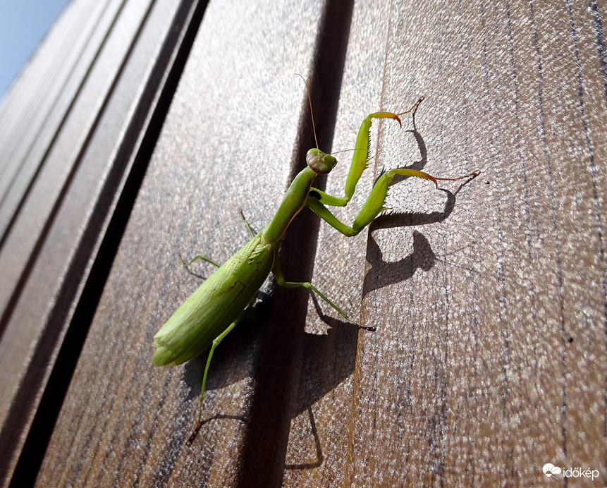 Napsütéses délután 