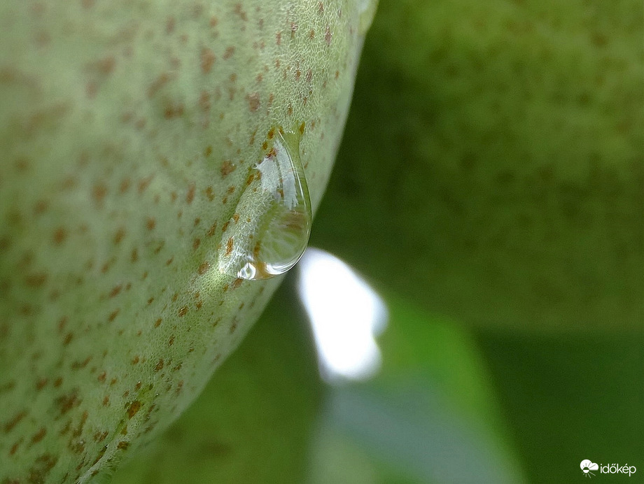 Könnyű körte könny