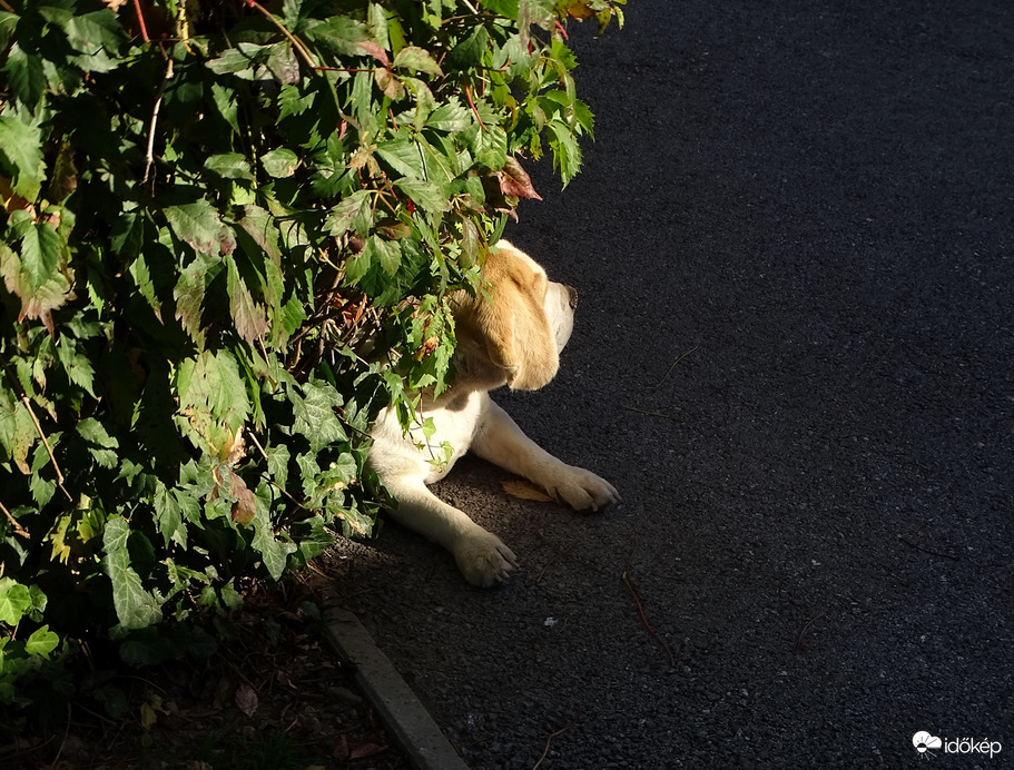 Kihasznált lehetőségek 