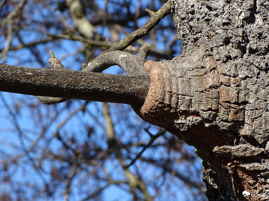 Természetes kapcsolódás