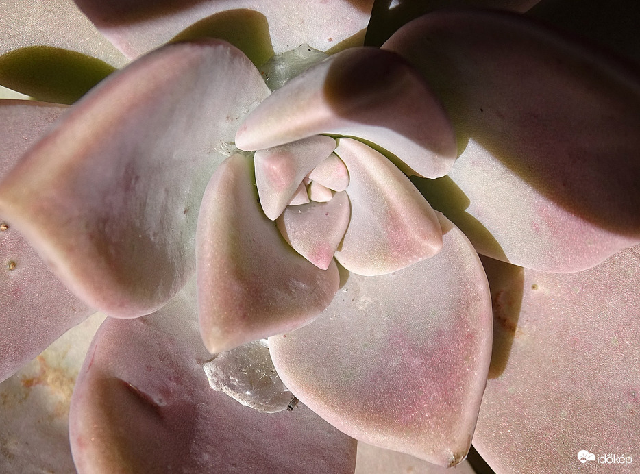 Kövéren és kopaszon