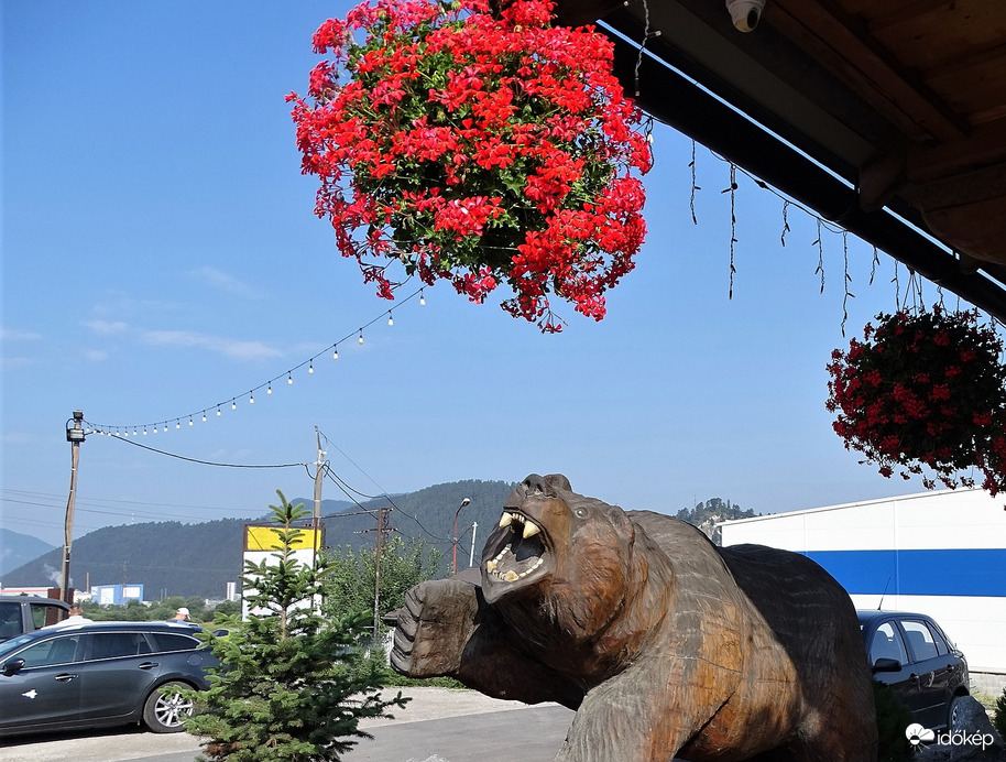 Muskátlira gerjedő 