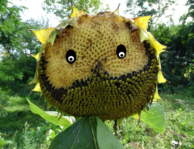 Nem húzom ki hóvégéig