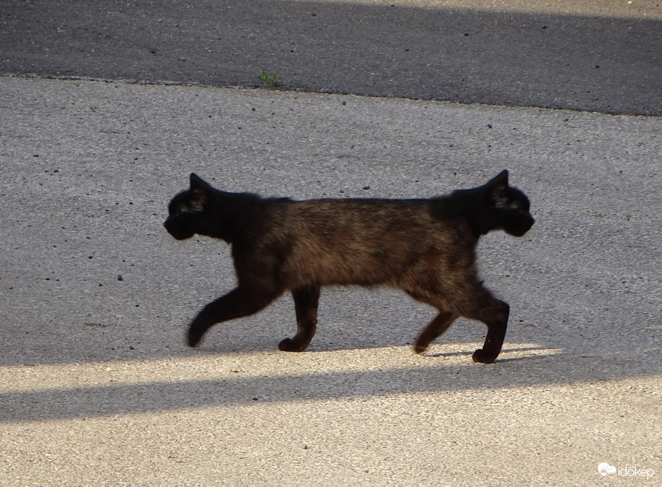 Délutáni jövés-menés 