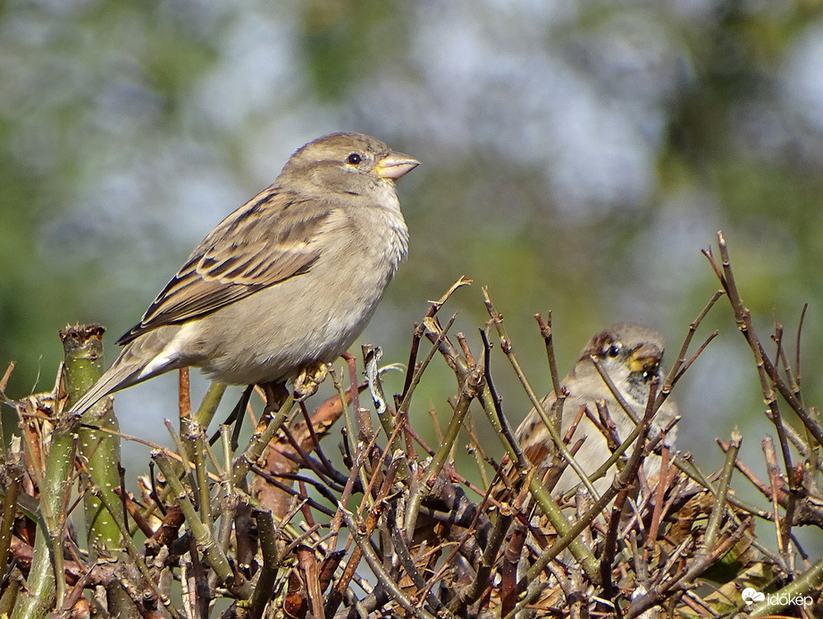 Két veréb közül az egyik mindig elégedett 