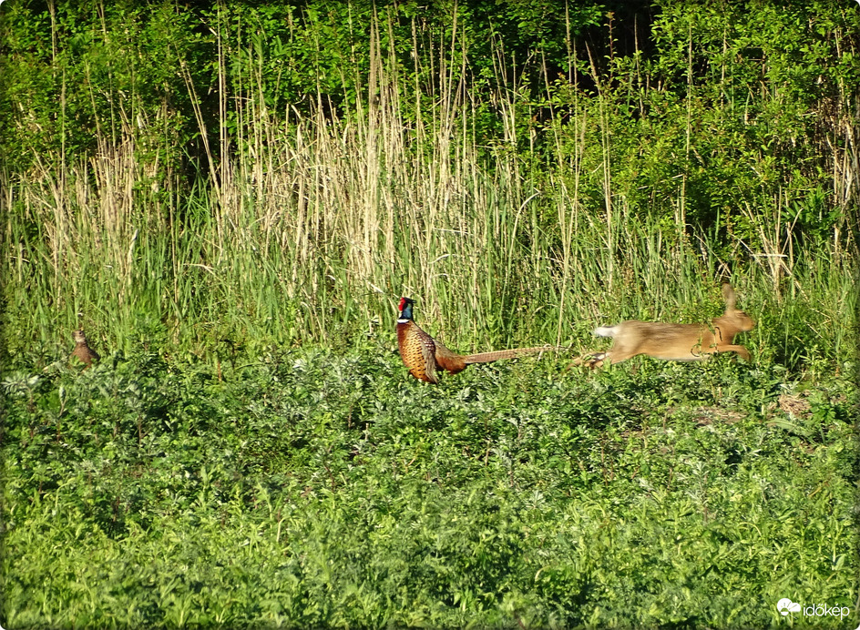Ritka együttállás  