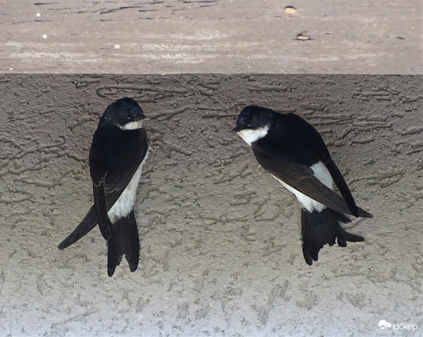 Te sem láttad  az építési engedélyünket? 