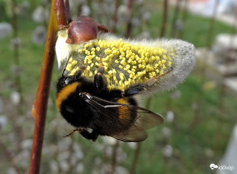 Szélcsendeben az igazi