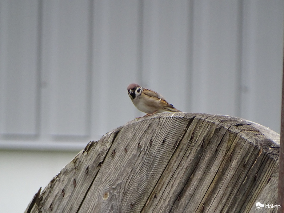 Itt valami nem gömbölyű 2