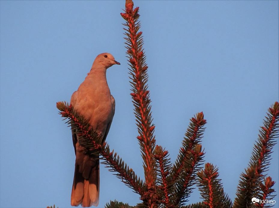 Elbújik  lassan a Nap, kapaszkodom a maradék fényében is