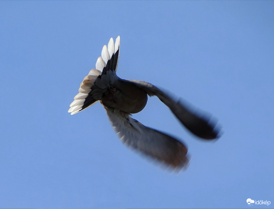 Szerinte jár a taps