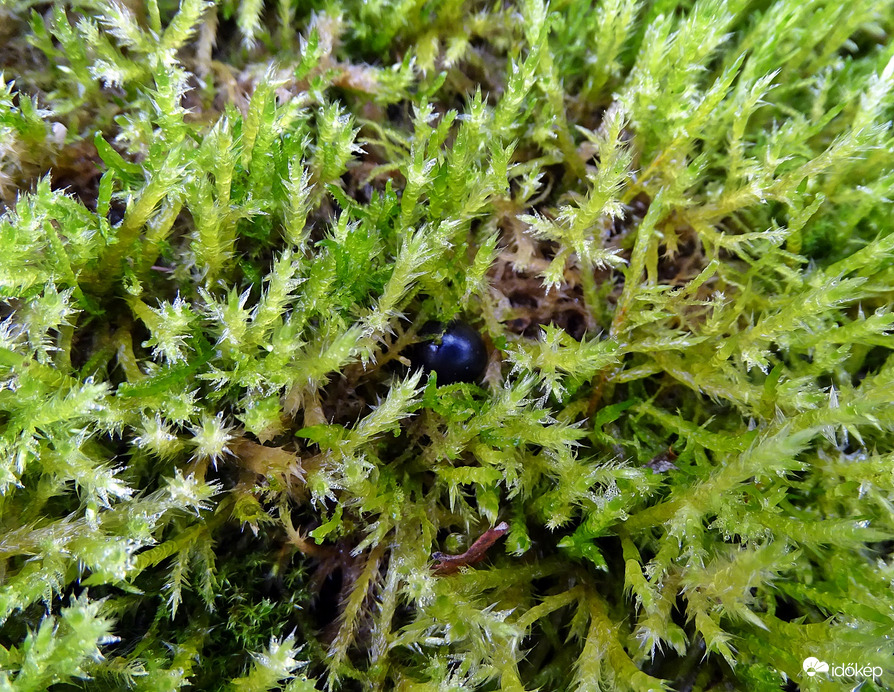 Ott bújik csendesen   