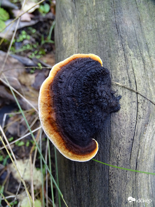 Nagy erdőnek kicsi füle