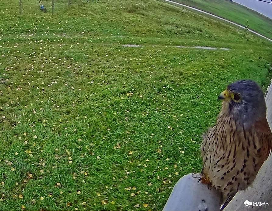 Ázott vörös vércse  