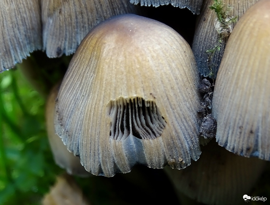 A lemez bolt vasárnap is nyitva