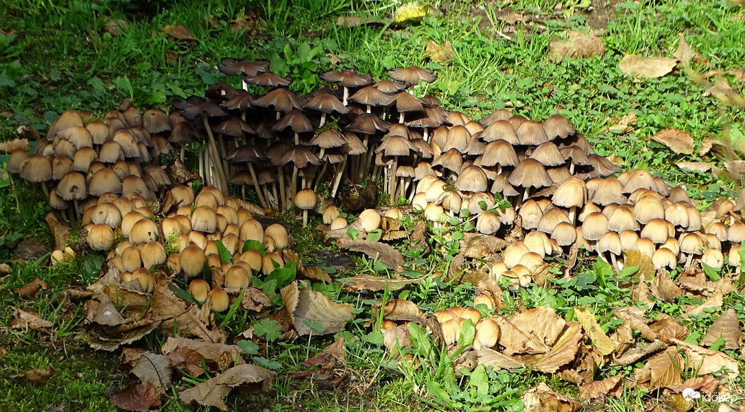 Talán telt házas lesz  a rendezvény 