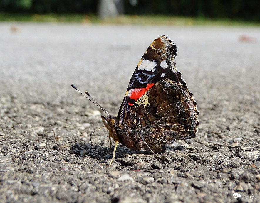 Úgy jött,  hogy nem is hívtam