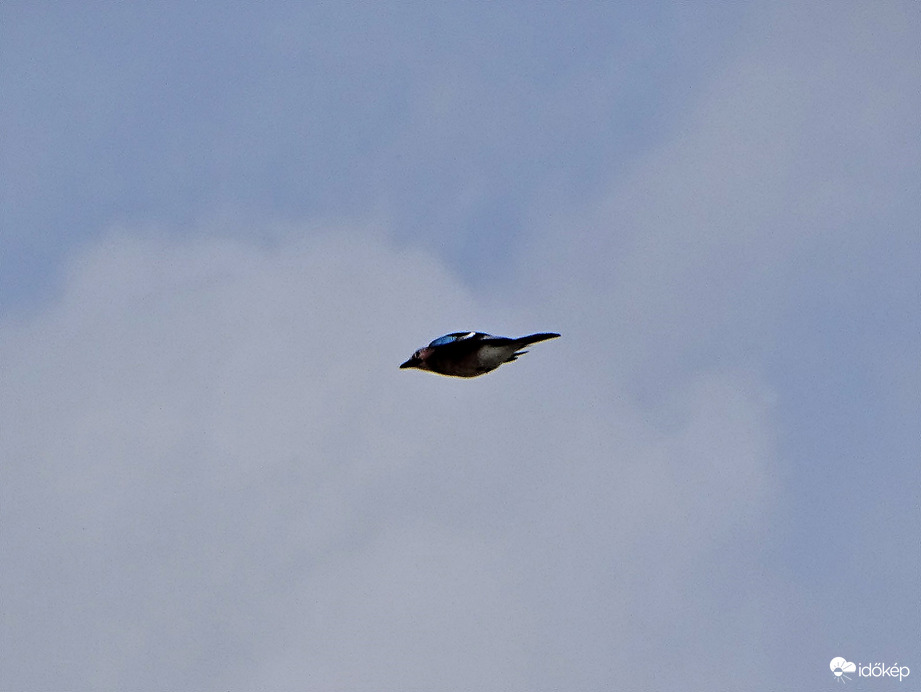 Mátyás siet hogy le ne késse! 