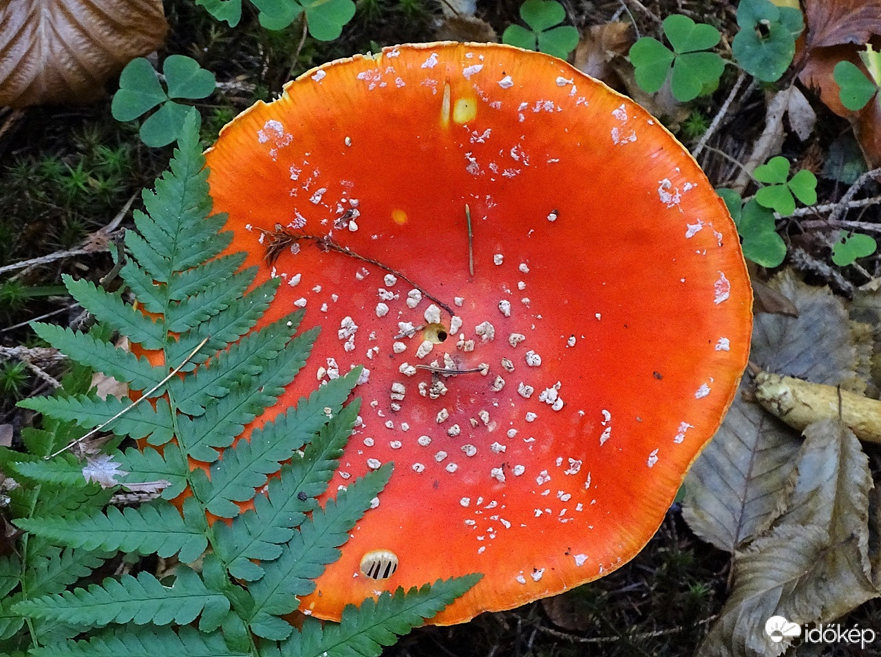 Íme, lyukas kalapom