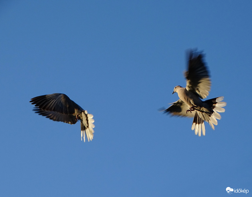 Reggeli szárnycsapások 