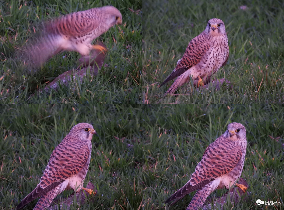 Összejött a vacsora 