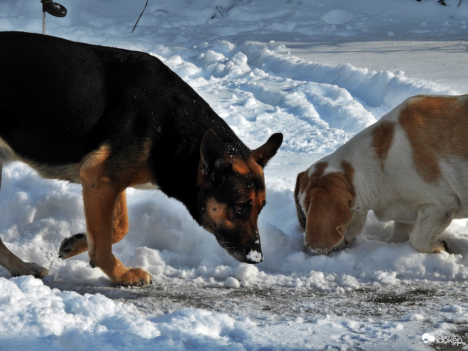 Megszámlálhatatlan hópihe 