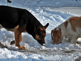 Megszámlálhatatlan hópihe 