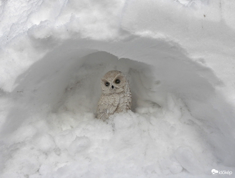 A hóbagoly is méltó helyére került