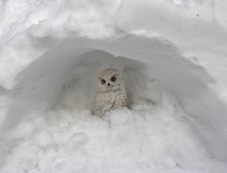 A hóbagoly is méltó helyére került