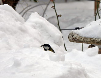 A hó hátán is megél 