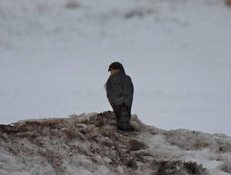 Koszos hóban is jöhet tiszta helyzet