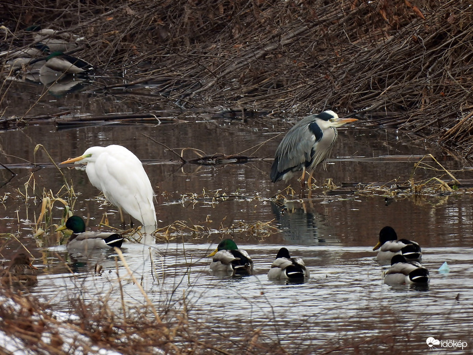 Élet a Szerencs-patakban  